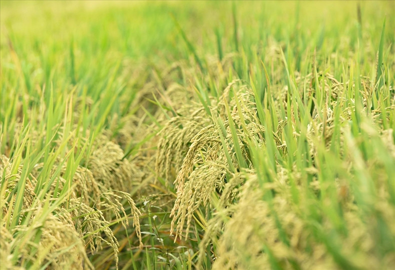 Célèbre variété de riz parfumé Tam de la province de Dien Bien. (Photo : Xuan Tu/VNA).