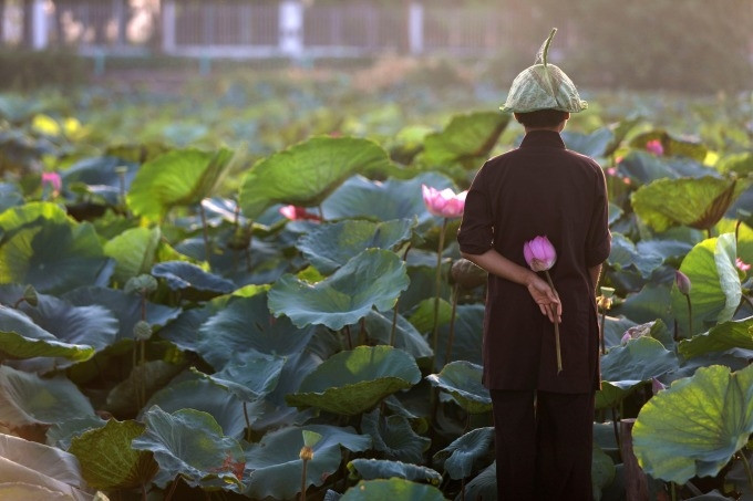Un citoyen admire des fleurs de lotus au bord du lac de l'Ouest à Hanoï, le 15 juillet 2020. Photo de Wang Di, journaliste de Xinhua.