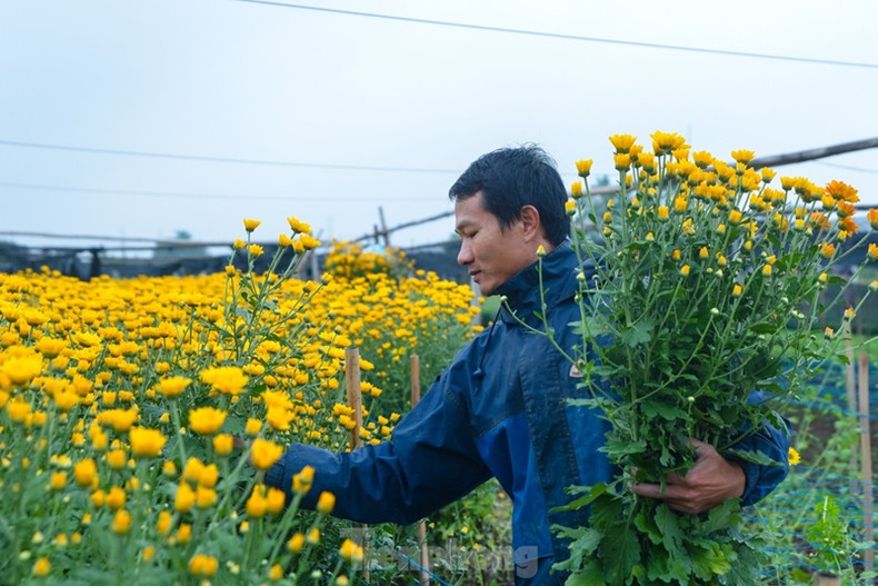 Un producteur local récolte des chrysanthèmes. Un producteur local récolte des chrysanthèmes.
