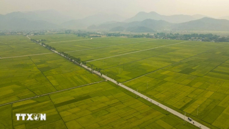 L'autoroute 279 longe les champs de Muong Thanh. (Photo : Xuan Tu/VNA)
