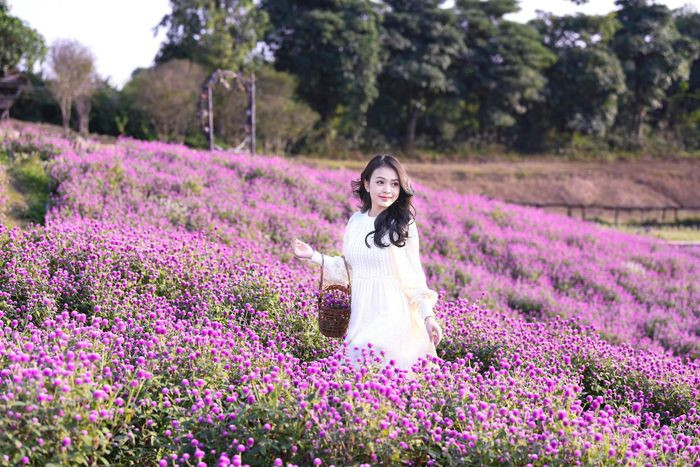 Ces derniers jours, dans le climat doux et ensoleillé de Hanoï, le champ d’amarantine globuleuse attire de nombreux visiteurs.