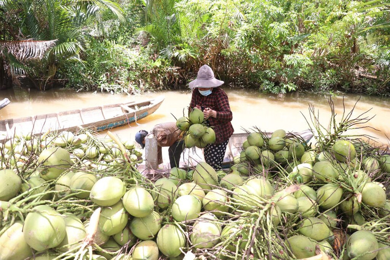 Le Vietnam est actuellement l’un des 10 plus grands pays cultivateurs de noix de coco et le 7e producteur mondial, avec 200 000 hectares de plantation et une production annuelle d’environ 2 millions de tonnes. Photo: congthuong.vn. Le Vietnam est actuellement l’un des 10 plus grands pays cultivateurs de noix de coco et le 7e producteur mondial, avec 200 000 hectares de plantation et une production annuelle d’environ 2 millions de tonnes. Photo: congthuong.vn.