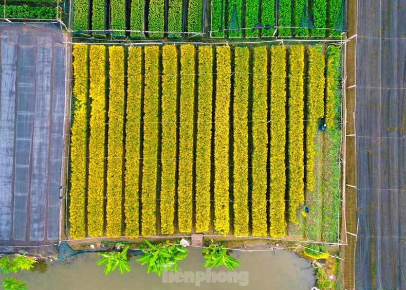 Les lys, les roses et les chrysanthèmes font partie des fleurs les plus cultivées dans le village. Les lys, les roses et les chrysanthèmes font partie des fleurs les plus cultivées dans le village.