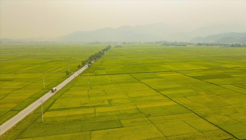 Les champs de Muong Thanh s'étendent sur de nombreuses communes et quartiers. (Photo : Xuan Tu/VNA)