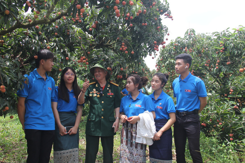 Des étudiants laotiens visitent un jardin de litchis dans le district de Luc Ngan, province de Bac Giang (au nord). Photo: thoidai. Des étudiants laotiens visitent un jardin de litchis dans le district de Luc Ngan, province de Bac Giang (au nord). Photo: thoidai.