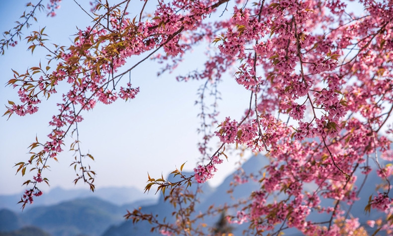 Les fleurs de cerisier d’Hà Giang ont cinq pétales, de couleur rosée, poussant en grappes sur les branches. L'arbre perd toutes ses feuilles avant de fleurir, et lorsque les fleurs sont presque fanées, des bourgeons verts réapparaissent. Photo : Nguyên Sy Duc. Les fleurs de cerisier d’Hà Giang ont cinq pétales, de couleur rosée, poussant en grappes sur les branches. L'arbre perd toutes ses feuilles avant de fleurir, et lorsque les fleurs sont presque fanées, des bourgeons verts réapparaissent. Photo : Nguyên Sy Duc.