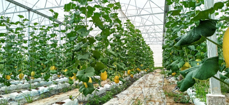 La province de Tay Ninh (Sud) crée actuellement les conditions les plus favorables aux entreprises souhaitant investir dans l’agriculture de haute technologie. Photo : congthuong.vn La province de Tay Ninh (Sud) crée actuellement les conditions les plus favorables aux entreprises souhaitant investir dans l’agriculture de haute technologie. Photo : congthuong.vn