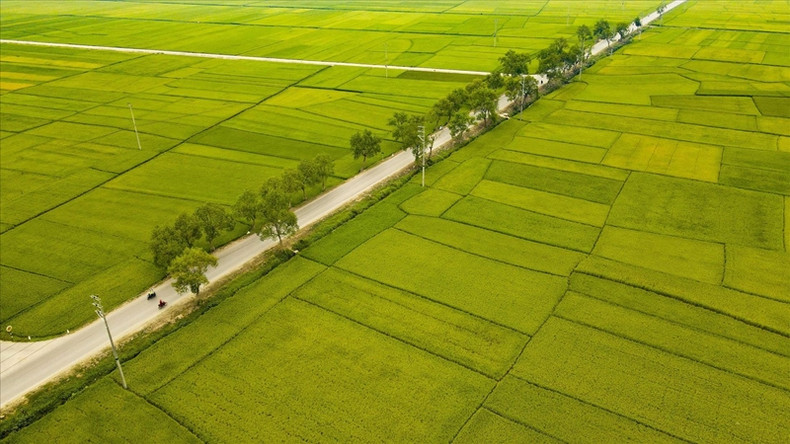 En plus de sa valeur économique avec la célèbre marque de riz Dien Bien, le champ de Muong Thanh qui s'étend sur 20 km a également une valeur historique associée à la campagne de Dien Bien Phu.