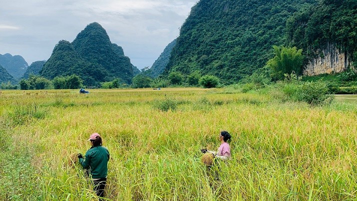 La saison des récoltes à Phong Nâm, un endroit idéal pour prendre de belles photos de paysage. La saison des récoltes à Phong Nâm, un endroit idéal pour prendre de belles photos de paysage.
