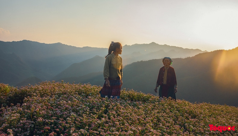 Il s'agit d'un événement culturel important pour honorer la beauté de cette fleur emblématique du plateau calcaire de Ha Giang. Il s'agit d'un événement culturel important pour honorer la beauté de cette fleur emblématique du plateau calcaire de Ha Giang.