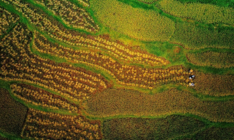Dans le village de Don, la plupart des rizières sont devenues jaunes et certains champs sont en cours de moisson.