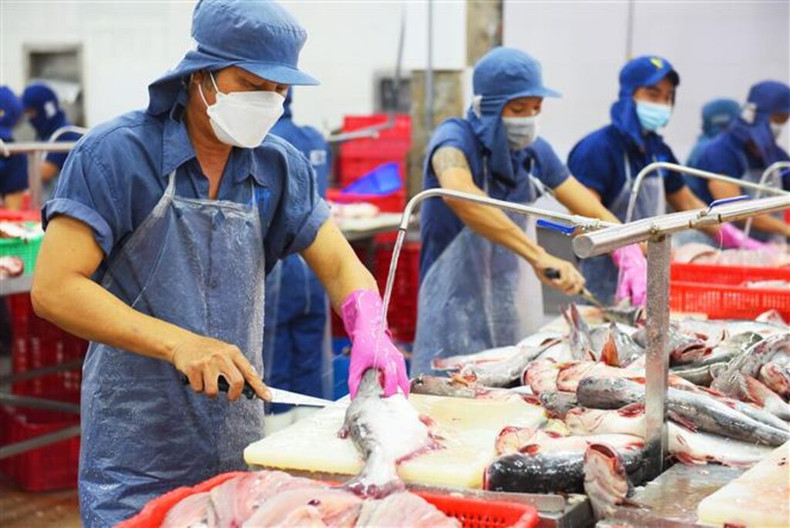 La filière vietnamienne du pangasius doit faire face à de nombreux défis en 2025, dont la concurrence d’autres espèces de poissons à chair blanche et les exigences de plus en plus élevées en termes de qualité de la part des marchés d’exportation, dont la Chine. Photo: congthuong.vn. La filière vietnamienne du pangasius doit faire face à de nombreux défis en 2025, dont la concurrence d’autres espèces de poissons à chair blanche et les exigences de plus en plus élevées en termes de qualité de la part des marchés d’exportation, dont la Chine. Photo: congthuong.vn.