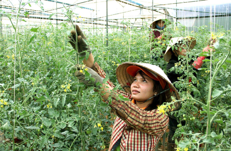 Le lancement des programmes de soutien au développement socioéconomique local a permis de créer des espaces verts dans les villages peuplés de minorités ethniques à Lam Dong. Photo : NDEL Le lancement des programmes de soutien au développement socioéconomique local a permis de créer des espaces verts dans les villages peuplés de minorités ethniques à Lam Dong. Photo : NDEL