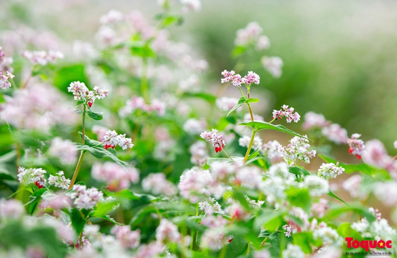 Les pétales sont regroupés en forme de pyramide, au milieu se trouve un grain. Leur couleur change au fil du temps. Lors de la première floraison, elles sont d'un blanc pur, puis virent au rose pâle, au rose violet, puis au rouge foncé. Les pétales sont regroupés en forme de pyramide, au milieu se trouve un grain. Leur couleur change au fil du temps. Lors de la première floraison, elles sont d'un blanc pur, puis virent au rose pâle, au rose violet, puis au rouge foncé.