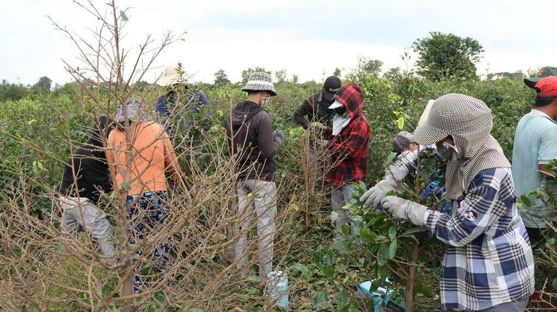 Les ouvriers saisonniers enlèvent les feuilles des abricotiers à Binh Loi. Photo : CVN