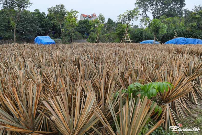 Ces bambous doivent être suffisamment âgés et soigneusement sélectionnés. Photo: daidoanket.vn. Ces bambous doivent être suffisamment âgés et soigneusement sélectionnés. Photo: daidoanket.vn.