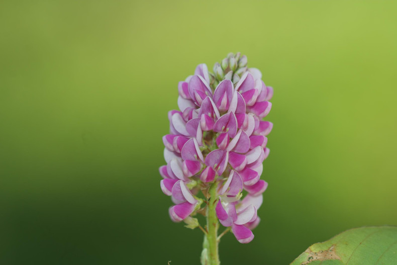 Desmodium est un genre de plantes dicotylédones de la famille des Fabaceae, sous-famille des Faboideae, à répartition pantropicale, qui comprend plus de 300 espèces. Ce sont des plantes herbacées, des arbustes ou des arbrisseaux, aux feuilles généralement trifoliées et aux fleurs petites et nombreuses groupées en grappes ou panicules. Les plantes du genre Desmodium sécrètent des substances chimiques qui repoussent les insectes et tuent certaines semences.