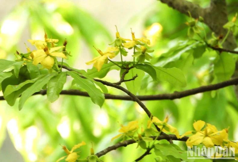 Malgré la fin de sa saison de floraison, la forêt d'abricotiers conserve encore sa beauté sauvage et charmante, avec des fleurs jaunes vibrantes et des pousses vertes fraîches. Photo : NDEL
