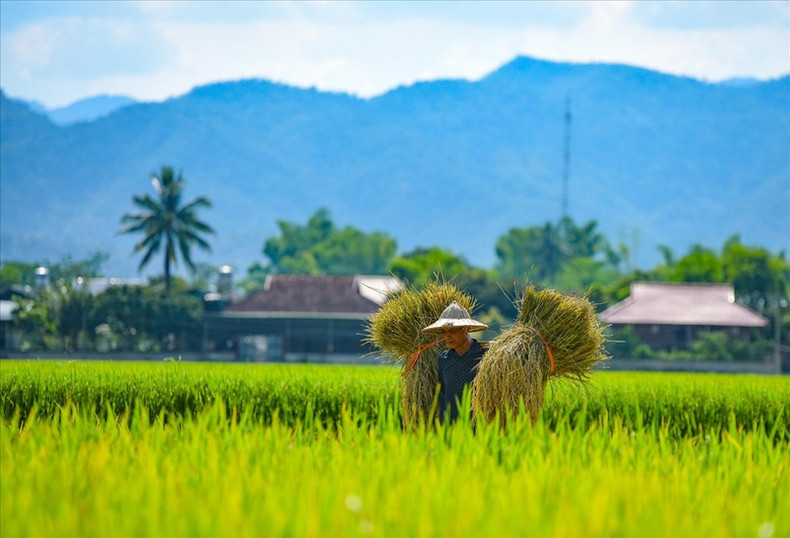 Récolte du riz. (Photo : Xuan Tu/VNA)