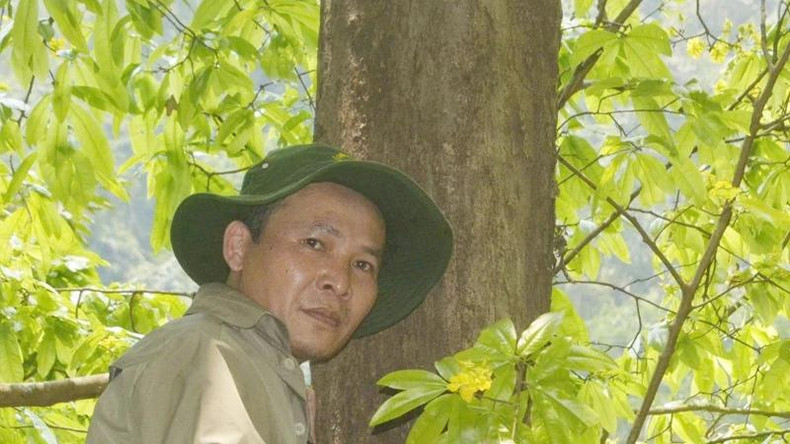 La forêt d'abricotiers compte plus de 300 arbres vieux de plusieurs centaines d'années, dont le plus grand dispose d’un diamètre de tronc d'environ 60 cm. Photo : Comité de gestion des forêts à usage spécial de Quang Tri