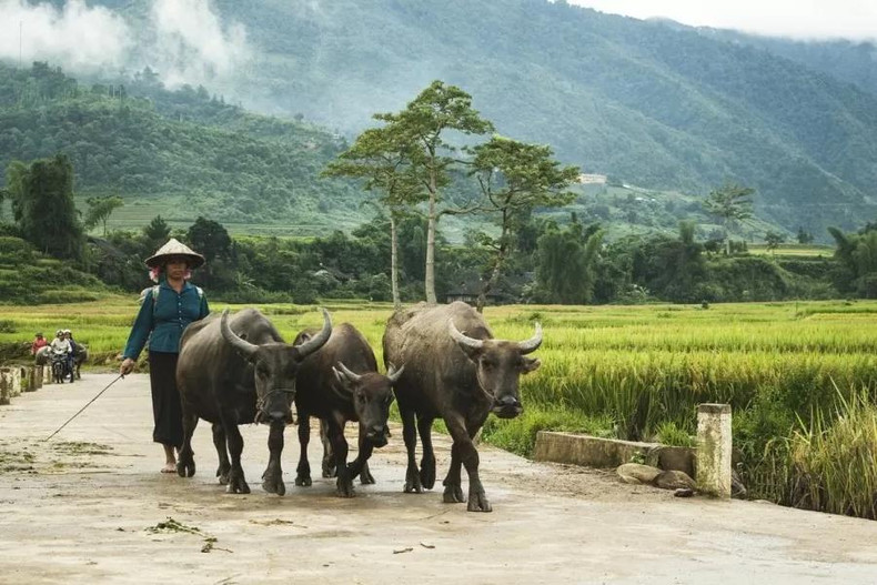 En 2020, le Comité populaire de la province de Yen Bai a inscrit le village touristique de Khim Noi sur la liste de ses produits OCOP 4 étoiles (One Commune, One Product – À chaque commune son produit). Photo : Vntravellive. En 2020, le Comité populaire de la province de Yen Bai a inscrit le village touristique de Khim Noi sur la liste de ses produits OCOP 4 étoiles (One Commune, One Product – À chaque commune son produit). Photo : Vntravellive.