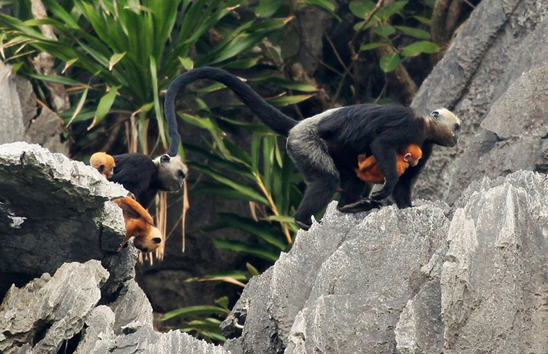 Le langur à tête blanche de Cat Bà figure dans le livre Rouge des espèces menacées à l'échelle nationale et même mondiale. Photo : baodautu Le langur à tête blanche de Cat Bà figure dans le livre Rouge des espèces menacées à l'échelle nationale et même mondiale. Photo : baodautu