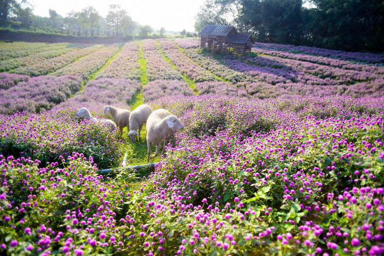 Depuis quelques années, les champs de lotus, de sarrasin, de tournesols ou de marguerites sont une destination incontournable pour les adeptes de la photographie. Le champ d’amarantine globuleuse est un endroit à ne pas manquer pour ceux qui aiment prendre de jolies photos.