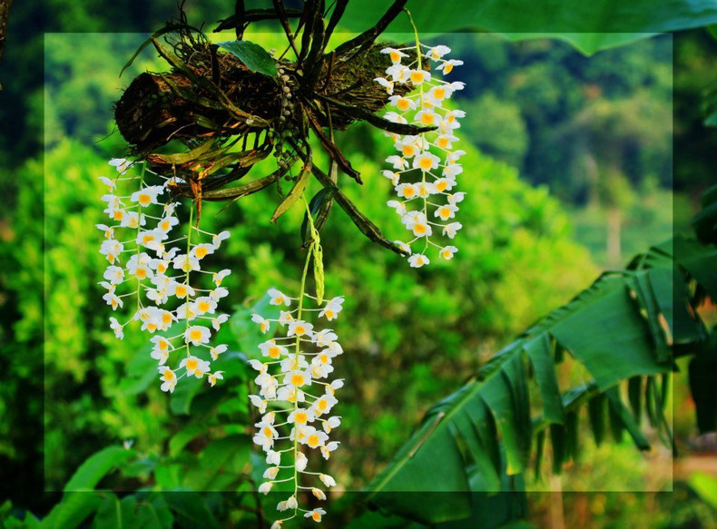 Dendrobium est un genre de plantes de la famille des Orchidées originaire des régions subtropicales et tropicales d'Asie, d'Australie et de Nouvelle-Zélande.