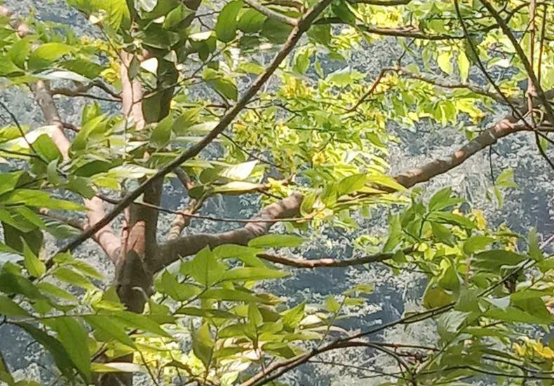 La découverte de la forêt d'abricotiers séculaire rend le complexe paysager de Non Mai – Song Han unique et rare. Photo : Comité de gestion des forêts à usage spécial de Quang Tri