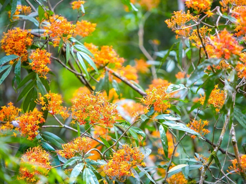 Les fleurs de saraca ascoca sont comparées à la « flamme » des montagnes et des forêts en raison de sa couleur orangé-rouge vive et attrayante. Au ruisseau Mooc, les fleurs de saraca asoca fleurissent une fois par an, de février à avril. Photo : VOV