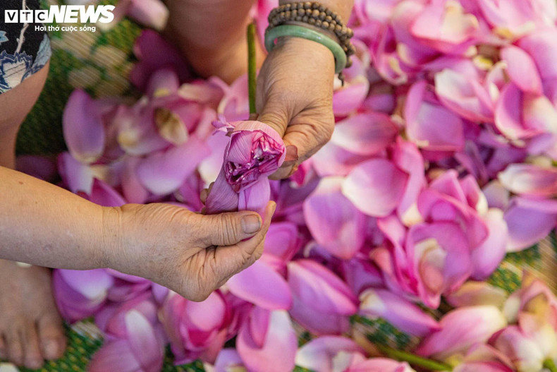 Mme Than et ses descendants se rassemblent pour décoller les pétales afin d'obtenir l'anthère du lotus le plus rapidement possible. Mme Than et ses descendants se rassemblent pour décoller les pétales afin d'obtenir l'anthère du lotus le plus rapidement possible.
