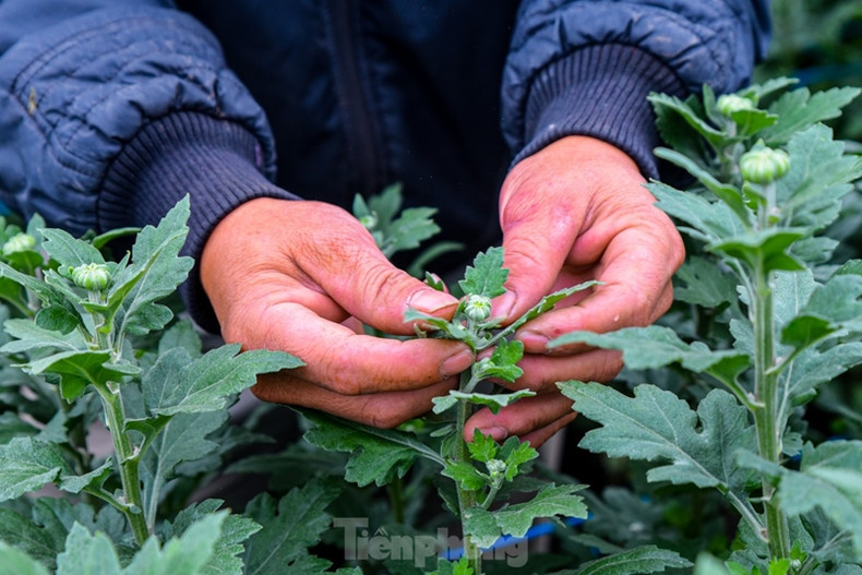 Les fleurs sont soigneusement manipulées afin qu’elles s’épanouissent magnifiquement juste pour le Têt. Les fleurs sont soigneusement manipulées afin qu’elles s’épanouissent magnifiquement juste pour le Têt.