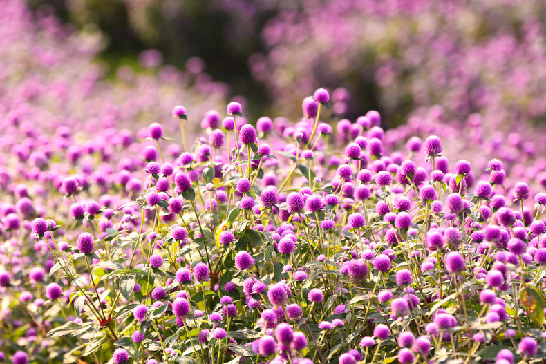 Plus le temps est ensoleillé, plus la couleur violette des fleurs d’amarantine globuleuse devient brillante.