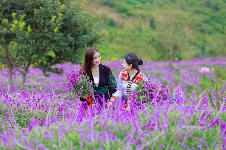 Le long de la ligne de train Muong Hoa jusqu'à la station de téléphérique du Fansipan se trouve un champ de lavande violette de 15.000 m² qui s'étend jusqu'à l'horizon. Les fleurs violettes se mélangent au paysage de montagne et de ciel, dressant un tableau classique et poétique.