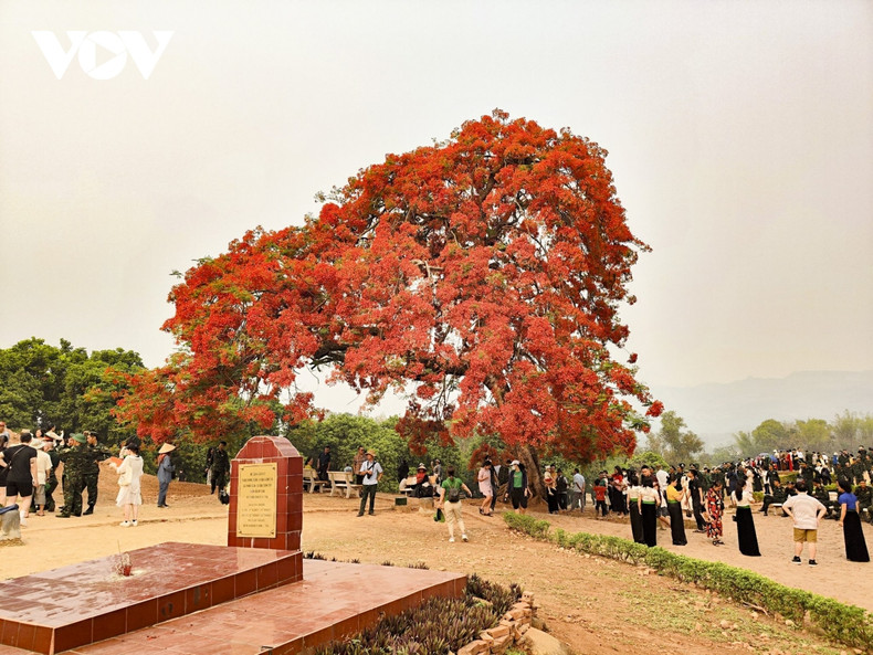 Les grappes de fleurs de flamboyants brillent de mille feux sur le ciel de Diên Biên Phu. Photo: VOV. Les grappes de fleurs de flamboyants brillent de mille feux sur le ciel de Diên Biên Phu. Photo: VOV.