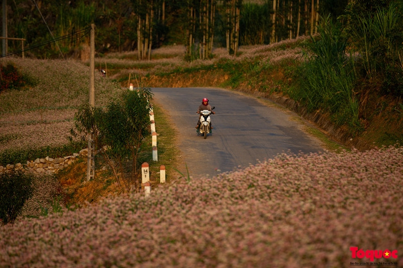 Selon le service provincial de la Culture, des Sports et du Tourisme, le nombre total de touristes venant à Ha Giang lors du Festival des fleurs de sarrasin 2024 (du 7 au 11 novembre) a été estimé à 42.000, dont 3.500 étrangers. Selon le service provincial de la Culture, des Sports et du Tourisme, le nombre total de touristes venant à Ha Giang lors du Festival des fleurs de sarrasin 2024 (du 7 au 11 novembre) a été estimé à 42.000, dont 3.500 étrangers.