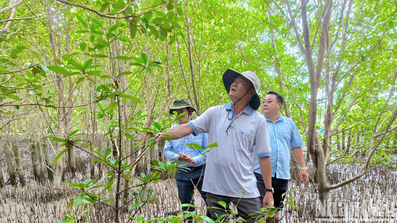 Des responsables du Comité de gestion du projet de développement agricole et rural de la province de Ca Mau inspectent la zone de plantation et de restauration forestière à Bai Boi, dans la commune de Dat Mui. Photo : NDEL Des responsables du Comité de gestion du projet de développement agricole et rural de la province de Ca Mau inspectent la zone de plantation et de restauration forestière à Bai Boi, dans la commune de Dat Mui. Photo : NDEL