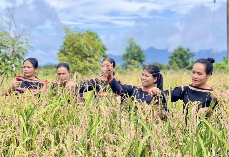 Au Vietnam, les femmes représentent 50 % de la main-d’œuvre travaillant dans le secteur agricole et près de 80 % de la main-d’œuvre travaillant dans les coopératives agricoles. Elles ont eu des contributions extrêmement importantes au développement de ce secteur économique clé du pays. Photo : thoidai.com.vn.
