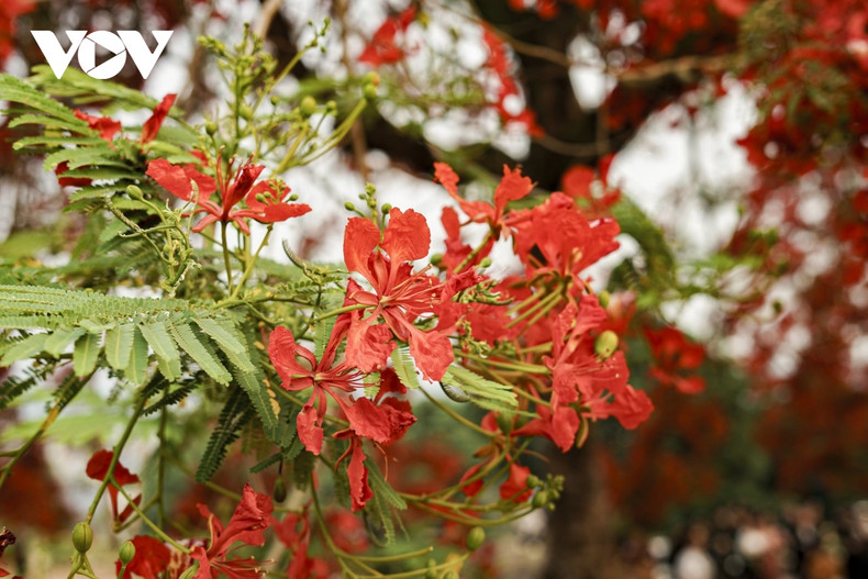 Les fleurs de flamboyants ont des pétales étalés rouge vif et rouge orangé. Avec sa couleur rouge brillant, ces fleurs rappellent souvent l’image du feu. Photo: VOV. Les fleurs de flamboyants ont des pétales étalés rouge vif et rouge orangé. Avec sa couleur rouge brillant, ces fleurs rappellent souvent l’image du feu. Photo: VOV.