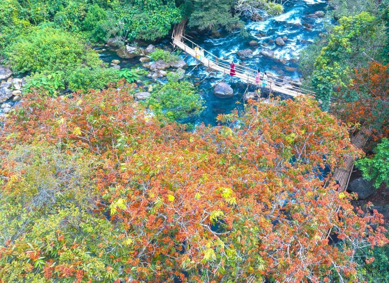 Des fleurs rustiques sur les rives du ruisseau Mooc. Photo : VOV