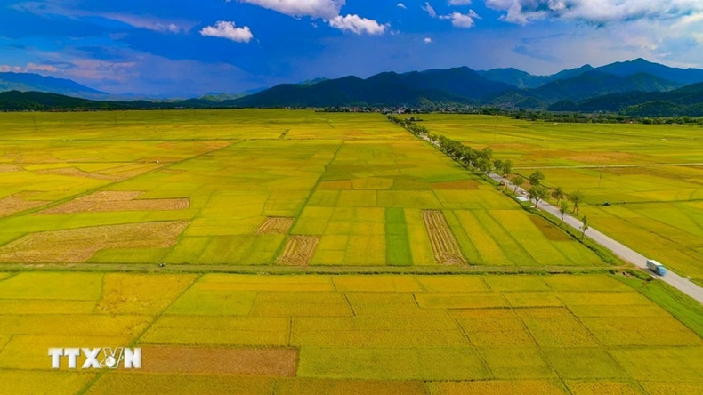 La couleur dorée du riz mûr. (Photo : Xuan Tu/VNA)