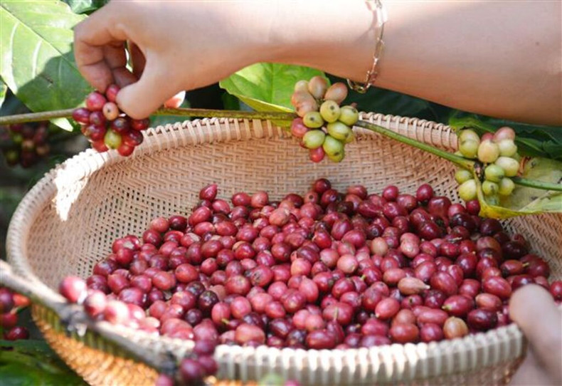 Depuis le début de l'année, la filière café vietnamienne a enregistré un montant d'exportation exceptionnel grâce à une augmentation fulgurante des prix, malgré une baisse du volume par rapport à la même période de l'année dernière. Depuis le début de l'année, la filière café vietnamienne a enregistré un montant d'exportation exceptionnel grâce à une augmentation fulgurante des prix, malgré une baisse du volume par rapport à la même période de l'année dernière.