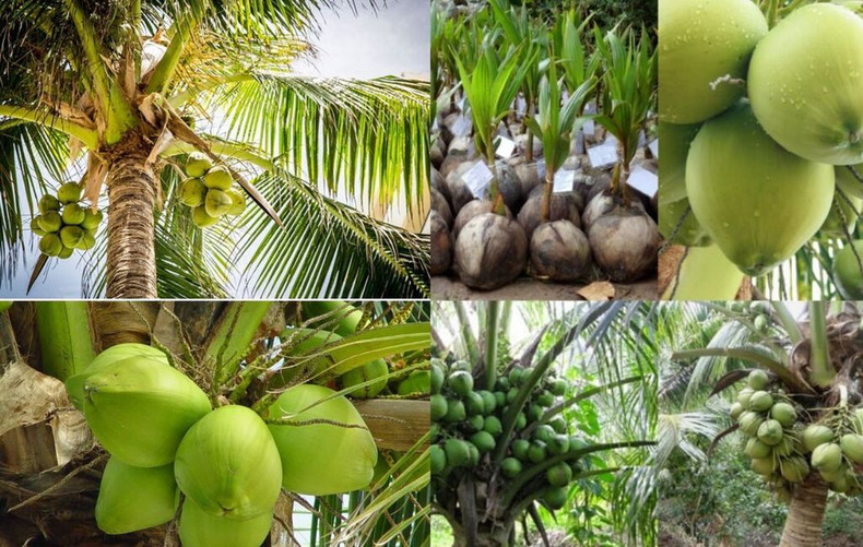 Actuellement, le Vietnam se classe au 6e rang, derrière les Philippines, l’Indonésie, l’Inde, le Brésil et le Sri Lanka, dans la liste des dix pays ayant la plus grande superficie et la plus grande production de noix de coco au monde. Actuellement, le Vietnam se classe au 6e rang, derrière les Philippines, l’Indonésie, l’Inde, le Brésil et le Sri Lanka, dans la liste des dix pays ayant la plus grande superficie et la plus grande production de noix de coco au monde.