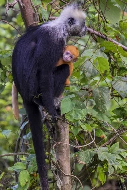 Le langur Cat Bà, en danger critique – il en resterait moins de 80 au total. Photo : IStock. Le langur Cat Bà, en danger critique – il en resterait moins de 80 au total. Photo : IStock.