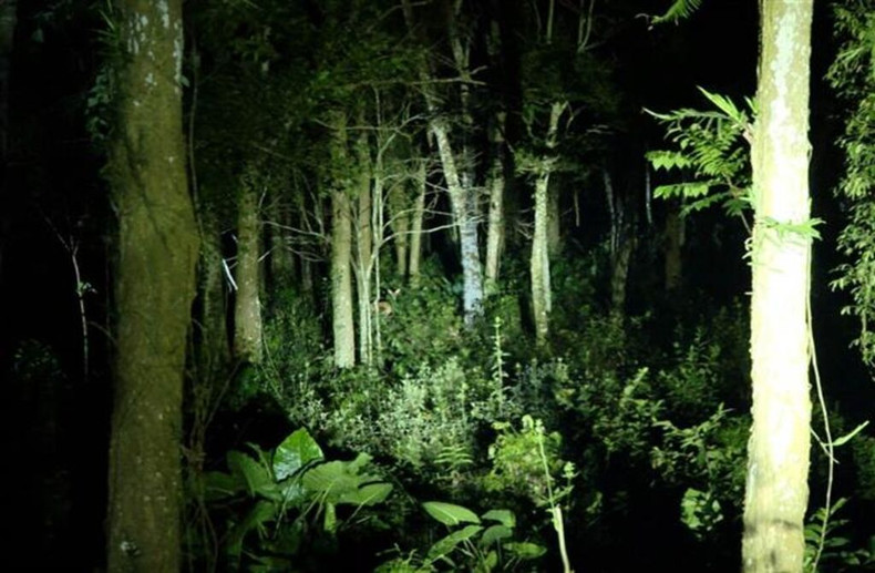 Le Parc national de Cuc Phuong a lancé en mai 2024 la visite nocturne en voiture électrique pour observer les lucioles et la faune. Photo: VNA. Le Parc national de Cuc Phuong a lancé en mai 2024 la visite nocturne en voiture électrique pour observer les lucioles et la faune. Photo: VNA.
