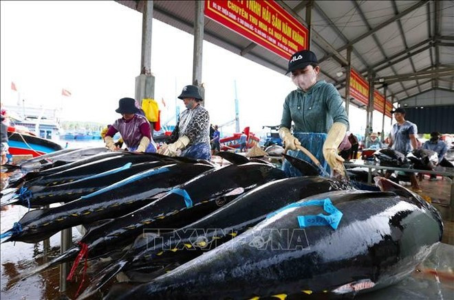 Le thon de la province de Binh Dinh destiné à l’exportation vers la Chine, l’UE et les États-Unis. Photo : VNA. Le thon de la province de Binh Dinh destiné à l’exportation vers la Chine, l’UE et les États-Unis. Photo : VNA.