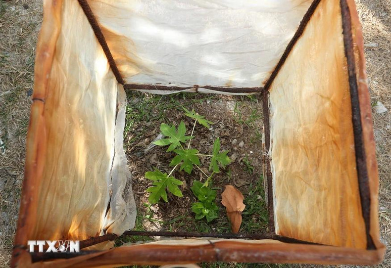 Un arbre nouvellement planté sur l'île de Song Tu Tay. Un arbre nouvellement planté sur l'île de Song Tu Tay.
