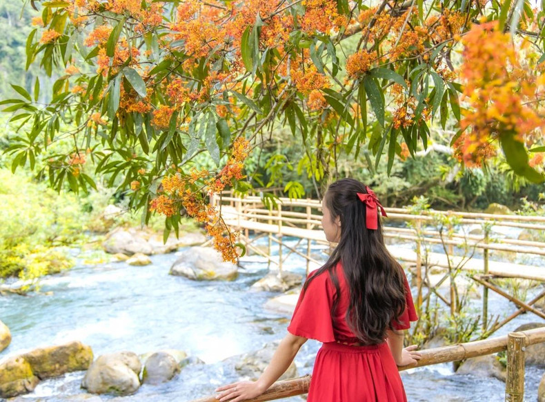 Située à 60 km au nord de la ville de Dông Hoi, dans la commune de Phuc Trach, district de Bô Trach, province de Quang Binh, la zone écotouristique du ruisseau Mooc est considérée comme un joyau des forêts et montagnes de Phong Nha –Ke Bàng. De nombreux visiteurs aiment découvrir et profiter du bel espace et du climat frais au ruisseau Mooc. Photo : VOV
