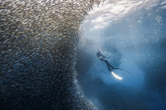 Des touristes vietnamiens plongent avec des sardines à Panglao, Bohol, Philippines, en septembre 2024. Photo : Thien Nguyen Ngoc.