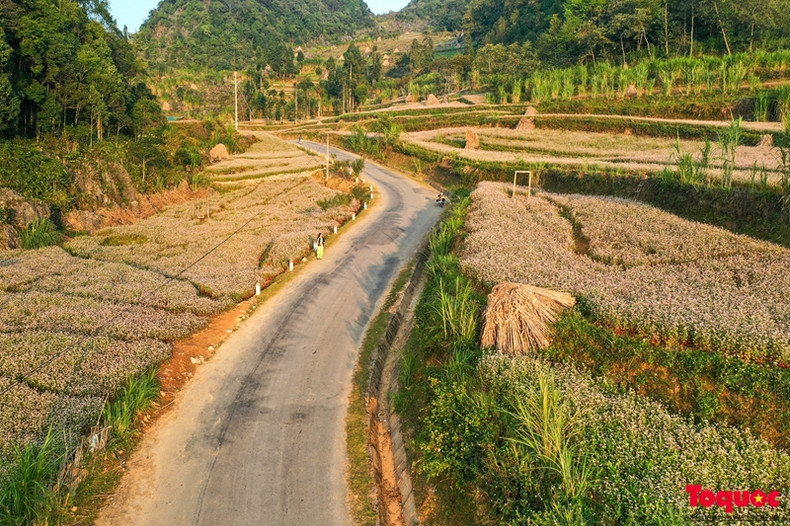 Pour préparer le festival, quatre districts de la province de Ha Giang ont planté près de 400 hectares de sarrasin. Pour préparer le festival, quatre districts de la province de Ha Giang ont planté près de 400 hectares de sarrasin.